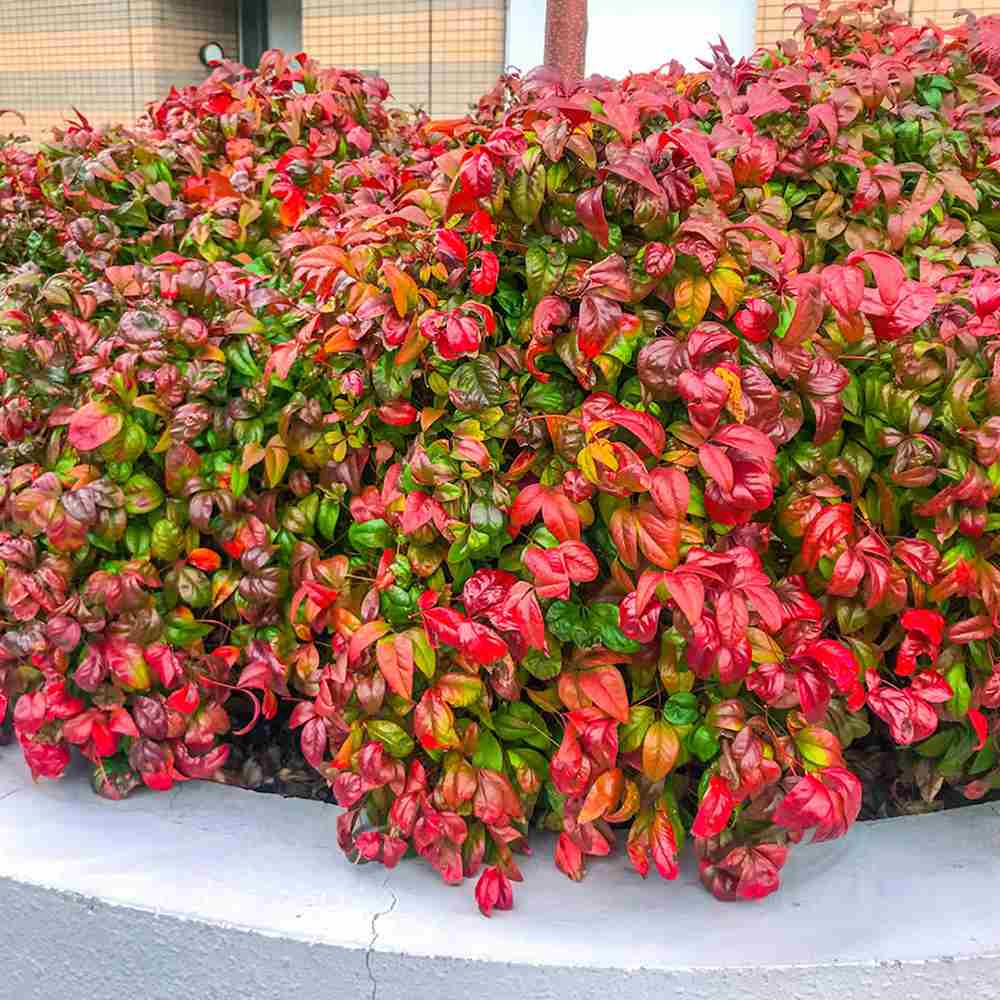 Bambus Sfant Nandina Firepower, arbust decorativ compact frunze rosii toamna si iarna, rezistent la frig