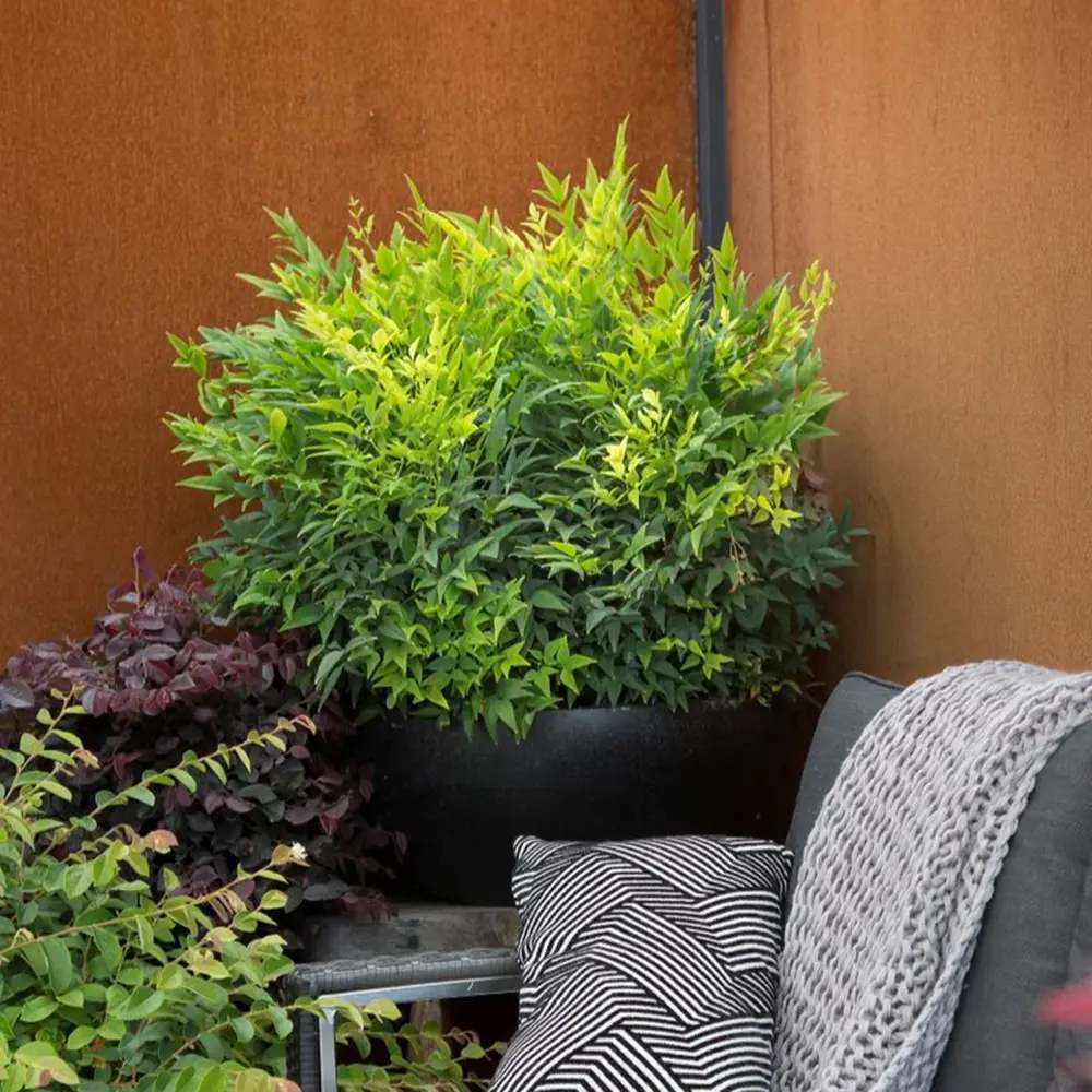 Bambus Sacru Nandina Lemon-Lime, decorativ cu frunze galben-verzui, arbust vesnic verde, gradina japoneza, feng hhui