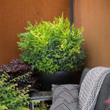 Bambus Sacru Nandina Lemon-Lime, decorativ cu frunze galben-verzui, arbust vesnic verde, gradina japoneza, feng hhui