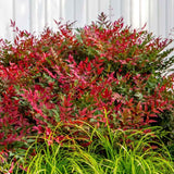 Bambus Sacru Rosu Nandina Obsessed, vesnic verde, frunzis roz-rosu, decorativ, ghiveci sau gradina, gradina japoneza, feng hhui