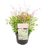 Bambus Sacru Twilight, arbust compact vesnic verde cu frunzis multicolor roz, alb si verde