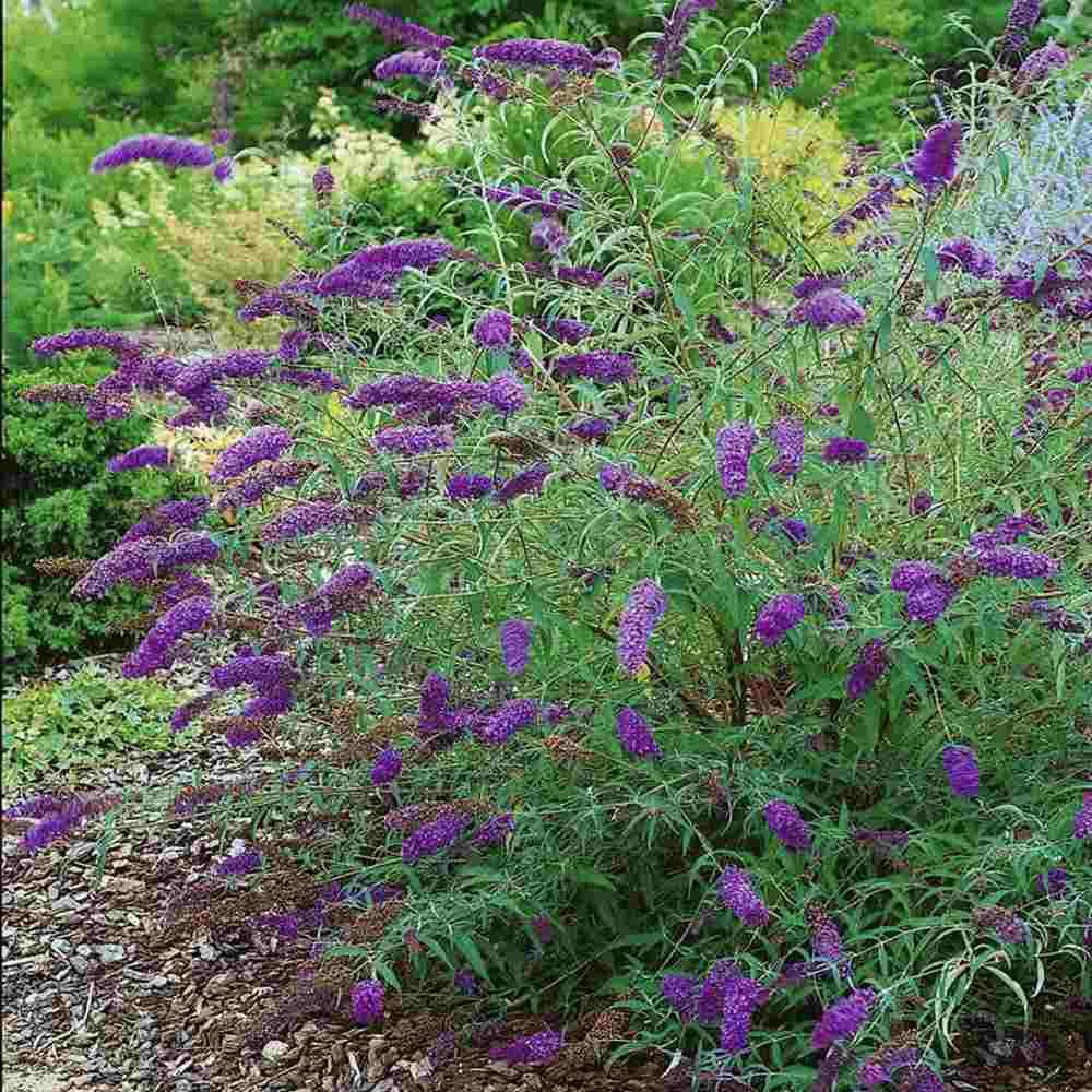 Liliac de Vara mov-liliachii Nanhoensis (Buddleja), arbust decorativ cu flori parfumate