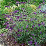 Liliac de Vara mov-liliachii Nanhoensis (Buddleja), arbust decorativ cu flori parfumate