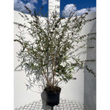 Liliac de Vara mov-liliachii Nanhoensis (Buddleja), arbust decorativ cu flori parfumate