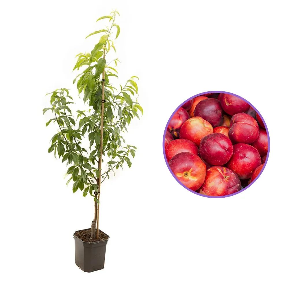 Piersic Madame Blanchet (Prunus Persica), cu fructe dulci acrisor, an 2 pe rod