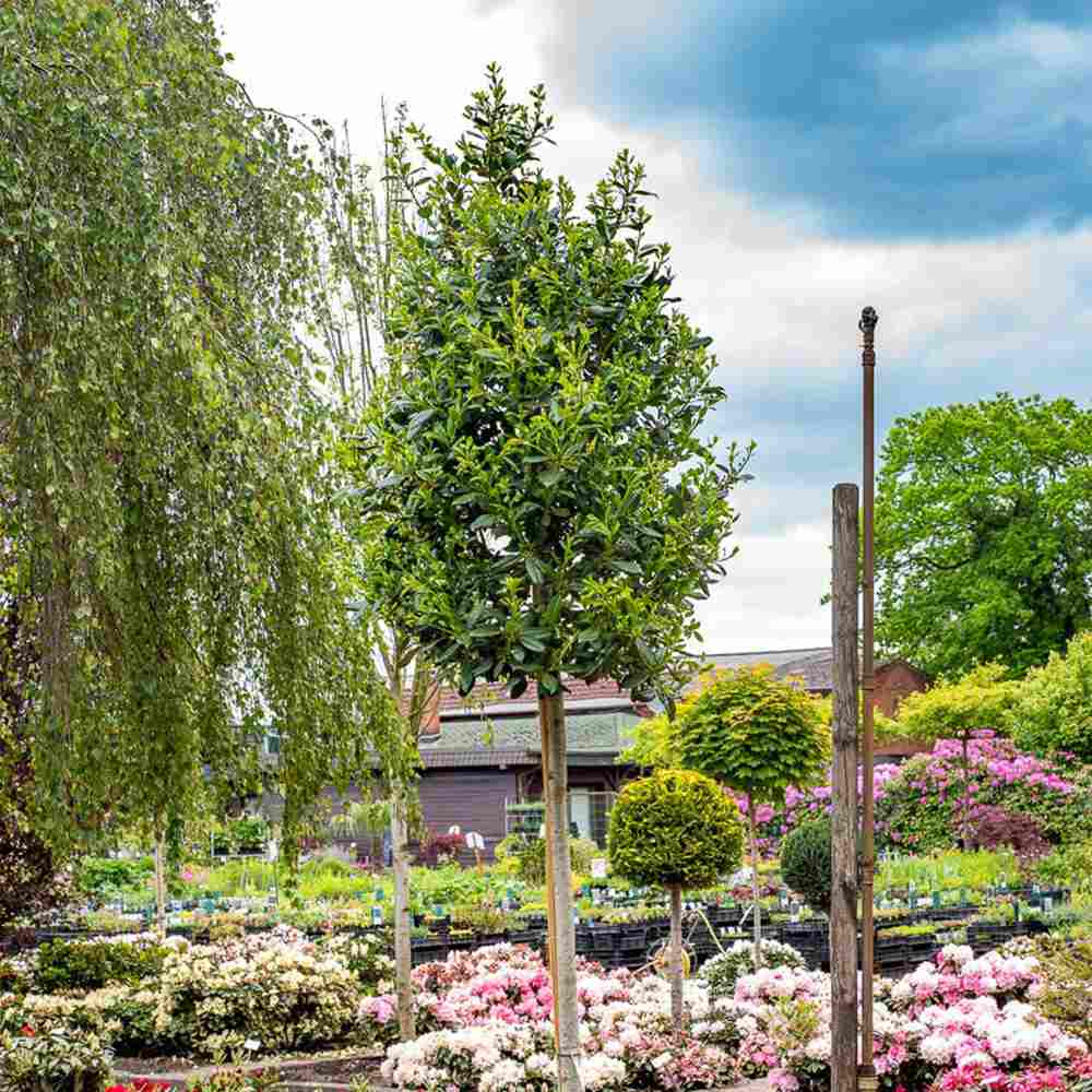 Laur Japonez (Ilex) Nellie R. Stevens | Verdena – VERDENA
