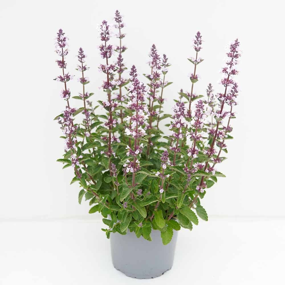 Menta Pisicii (Nepeta) Wild Orchid, Iarba Matei, cu flori roz-violet, inflorire indelungata, rezistenta la seceta