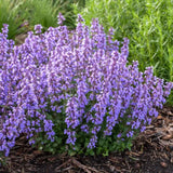 Menta Pisicii (Nepeta Cat's Pajamas), flori albastre-mov parfumate, iubitoare de soare, rezistenta la seceta si frig