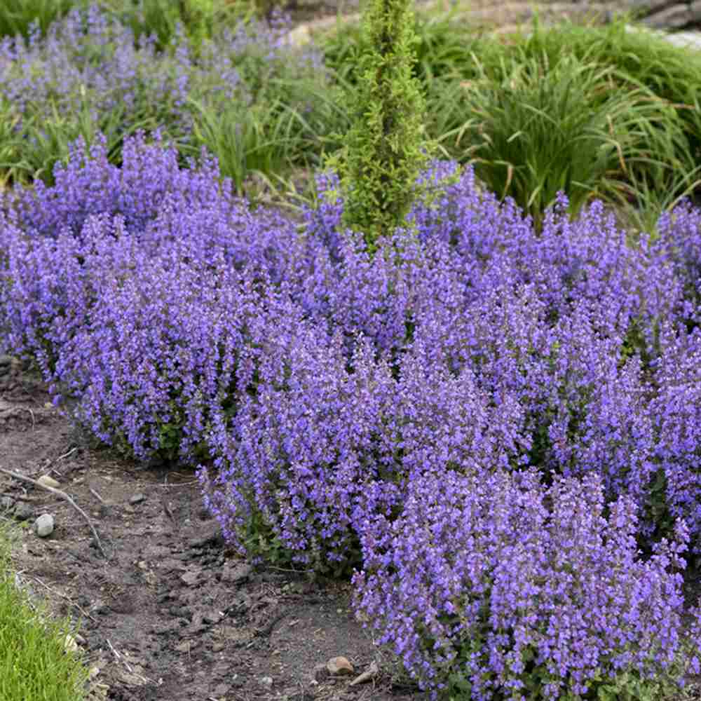 Menta Pisicii (Nepeta Cat's Pajamas), flori albastre-mov parfumate, iubitoare de soare, rezistenta la seceta si frig