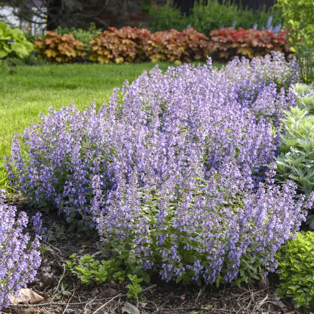 Menta Pisicii (Nepeta Picture Purfect), flori mov-albastrui, iubitoare de soare, rezistenta la seceta si frig