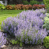 Menta Pisicii (Nepeta Picture Purfect), flori mov-albastrui, iubitoare de soare, rezistenta la seceta si frig