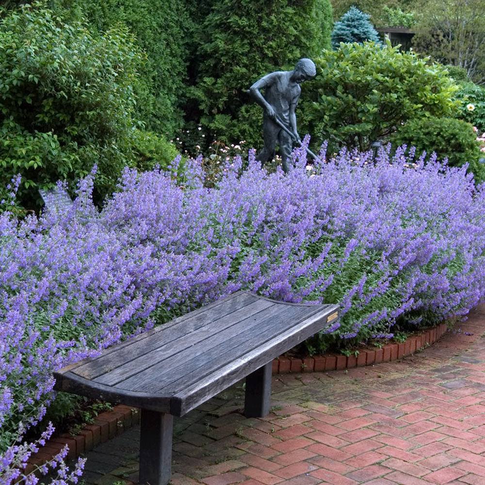 Menta Pisicii (Nepeta Picture Purfect), flori mov-albastrui, iubitoare de soare, rezistenta la seceta si frig