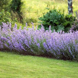 Menta Pisicii (Nepeta Picture Purfect), flori mov-albastrui, iubitoare de soare, rezistenta la seceta si frig