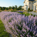 Menta Pisicii (Nepeta Picture Purfect), flori mov-albastrui, iubitoare de soare, rezistenta la seceta si frig