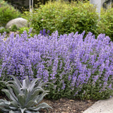 Menta Pisicii (Nepeta Picture Purfect), flori mov-albastrui, iubitoare de soare, rezistenta la seceta si frig