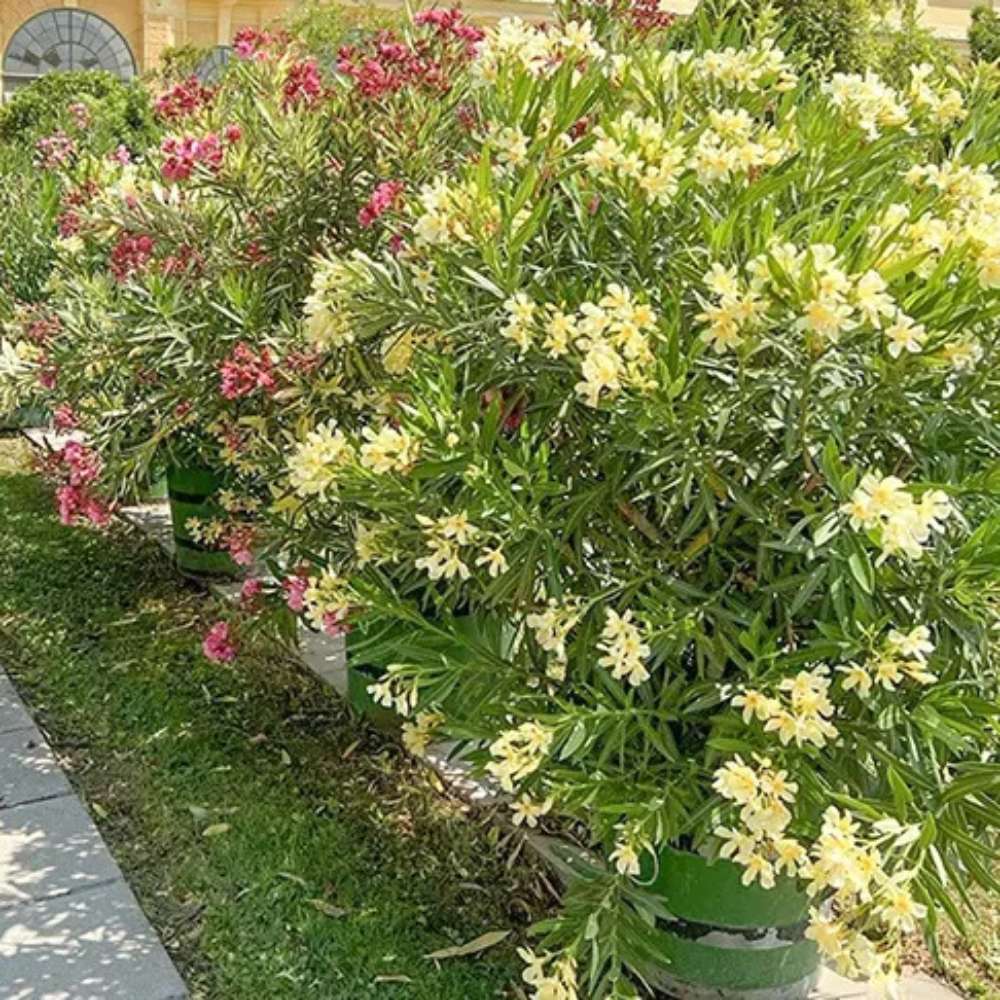 Leandru Nerium Tufa, cu Flori Duble galben-Crem