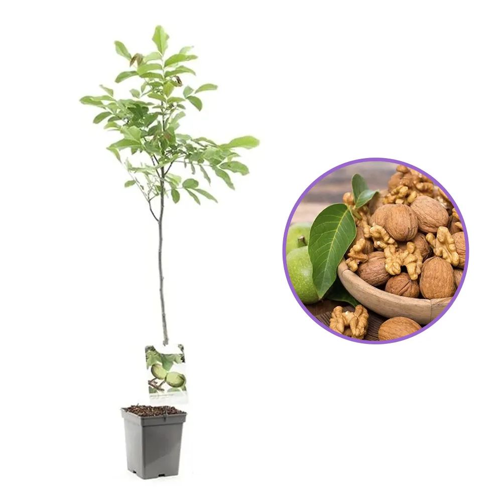 Nuc de Marea Neagra Nealtoit (Juglans Regia), cu dust dulce-amarui an 3 pe rod