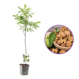 Nuc de Marea Neagra Nealtoit (Juglans Regia), cu dust dulce-amarui an 3 pe rod