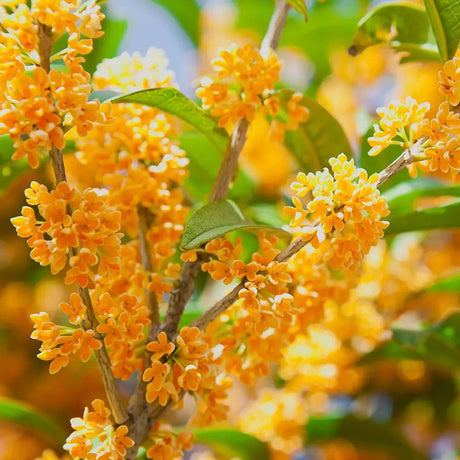 Ilex fals Osmanthus fragrans Rubra Aurantiacus, arbust vesnic verde cu flori portocalii extrem de parfumate, pentru gradini elegante