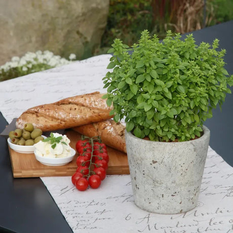 Busuioc (Ocimum basilicum Coldasil), planta aromatica,  frunze intens parfumate