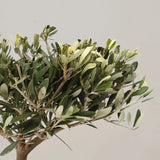 Maslin European Arbequina, Aclimatizat, rezistent iarna, vesnic verde, fructifer, usor de ingrijit, efect mediteranean, 30-40 cm