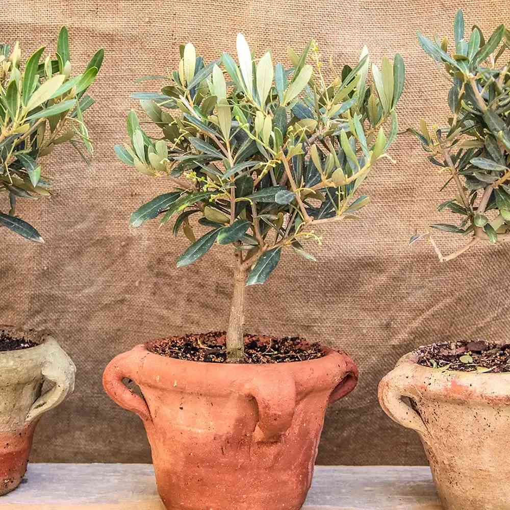 Maslin European Arbequina, Aclimatizat, rezistent iarna, vesnic verde, fructifer, usor de ingrijit, efect mediteranean, 30-40 cm