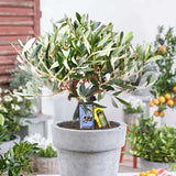 Maslin European Arbequina, Aclimatizat, rezistent iarna, vesnic verde, fructifer, usor de ingrijit, efect mediteranean, 30-40 cm