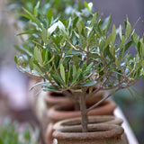 Maslin European Arbequina, Aclimatizat, rezistent iarna, vesnic verde, fructifer, usor de ingrijit, efect mediteranean, 30-40 cm