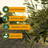 Maslin European Arbequina Aclimatizat, rezistent iarna, vesnic verde, fructifer, usor de ingrijit, efect mediteranean 160- 170 cm
