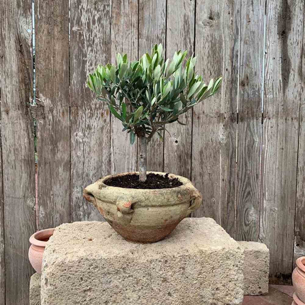 Maslin European Arbequina, Aclimatizat, rezistent iarna, vesnic verde, fructifer, usor de ingrijit, efect mediteranean, 30-40 cm