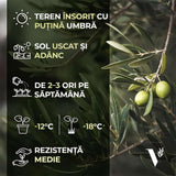 Maslin European 60 cm, aclimatizat