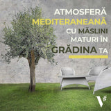 Maslin European 60 cm, aclimatizat