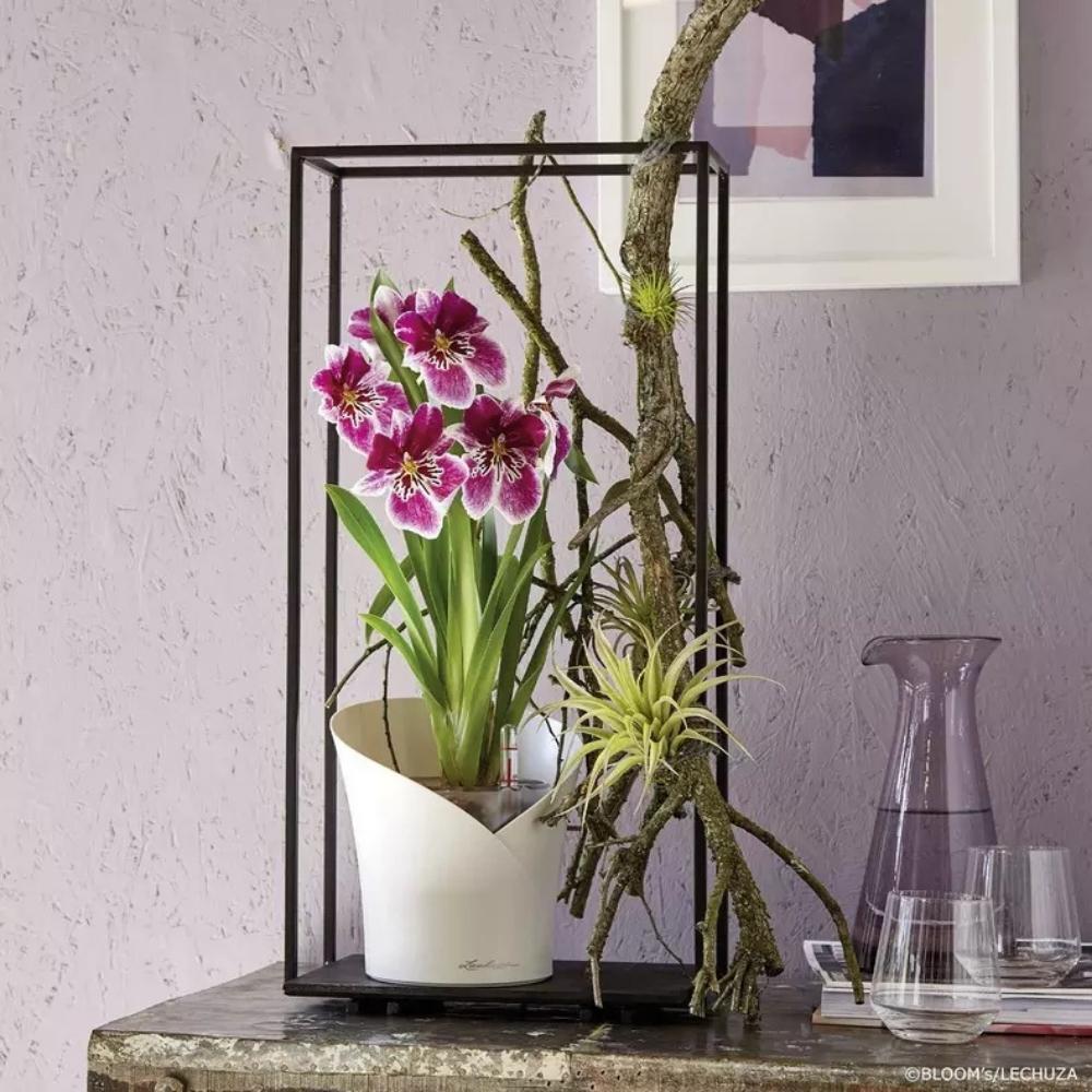 Ghiveci Auto-Irigant Lechuza Orchidea 1 l, alb mat, pentru orhidee, sistem de autoirigare, insert detasabil, strat de drenaj