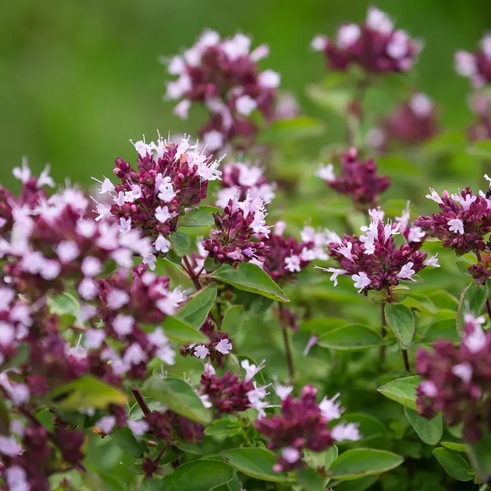 Oregano salbatic (Origanum vulgare), planta aromatica perena rezistenta la ger