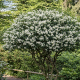 Ilex Fals Japonez Osmanthus Aquifolium, arbust vesnic verde cu flori albe foarte parfumate, cu frunzis dens si lucios, rezistent, ideal pentru garduri vii sau ca planta solitara