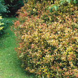 Ilex Fals Japonez Osmanthus heterophyllus Tricolor Goshiki, arbust vesnic verde, frunzis tricolor decorativ, floru cu parfum dulce intens, usor de intretinut