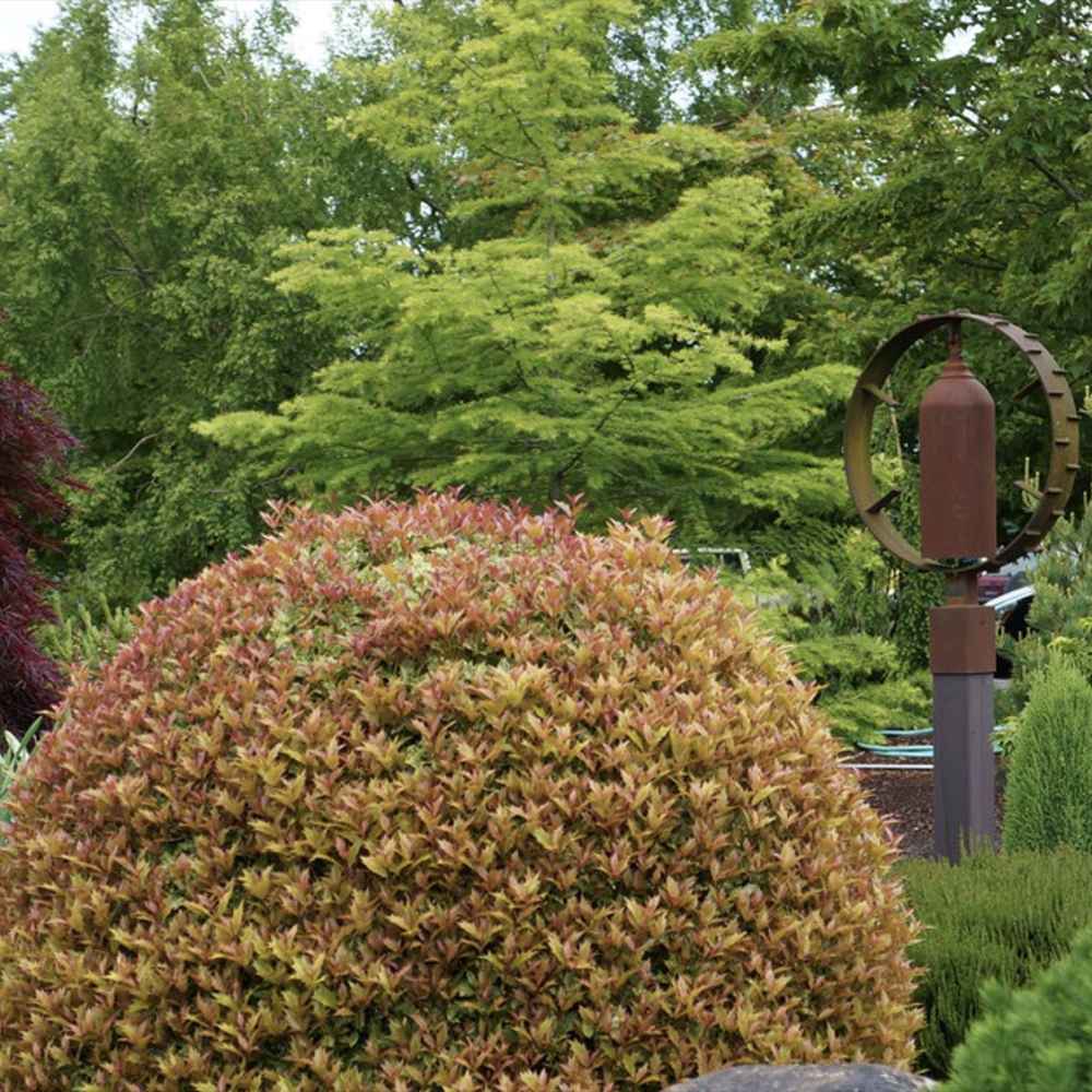 Ilex Fals Japonez Osmanthus heterophyllus Tricolor Goshiki, arbust vesnic verde, frunzis tricolor decorativ, floru cu parfum dulce intens, usor de intretinut