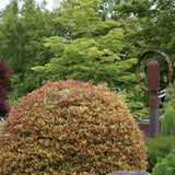 Ilex Fals Japonez Osmanthus heterophyllus Tricolor Goshiki, arbust vesnic verde, frunzis tricolor decorativ, floru cu parfum dulce intens, usor de intretinut