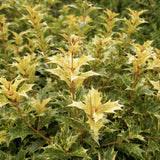 Ilex Fals Japonez Osmanthus heterophyllus Tricolor Goshiki, arbust vesnic verde, frunzis tricolor decorativ, floru cu parfum dulce intens, usor de intretinut