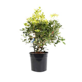 Ilex Fals Japonez Osmanthus heterophyllus Tricolor Goshiki, arbust vesnic verde, frunzis tricolor decorativ, floru cu parfum dulce intens, usor de intretinut