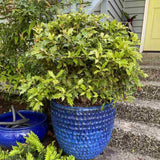 Ilex Fals Japonez Osmanthus heterophyllus Tricolor Goshiki, arbust vesnic verde, frunzis tricolor decorativ, floru cu parfum dulce intens, usor de intretinut