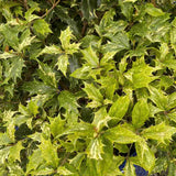 Ilex Fals Japonez Osmanthus heterophyllus Tricolor Goshiki, arbust vesnic verde, frunzis tricolor decorativ, floru cu parfum dulce intens, usor de intretinut