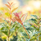 Ilex Fals Japonez Osmanthus heterophyllus Tricolor Goshiki, arbust vesnic verde, frunzis tricolor decorativ, floru cu parfum dulce intens, usor de intretinut