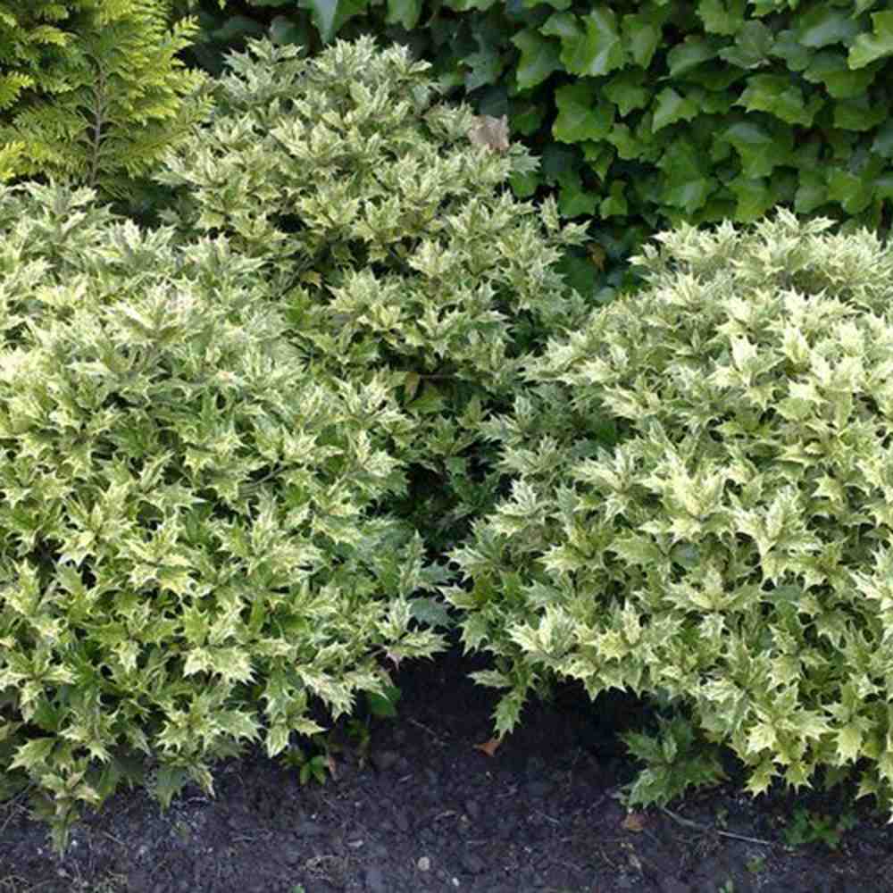 Ilex Fals Japonez Osmanthus heterophyllus Tricolor Goshiki, arbust vesnic verde, frunzis tricolor decorativ, floru cu parfum dulce intens, usor de intretinut