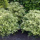 Ilex Fals Japonez Osmanthus heterophyllus Tricolor Goshiki, arbust vesnic verde, frunzis tricolor decorativ, floru cu parfum dulce intens, usor de intretinut