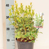 Ilex japonez auriu Osmanthus heterophyllus, arbust vesnic verde cu frunze lucioase variegate auriu-verde si flori albe foarte parfumate de toamna