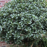 Ilex Fals Japonez Osmanthus Fragrans, arbust vesnic verde cu flori albe parfumate si frunzis lucios, usor de intretinut
