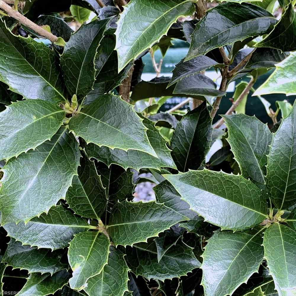 Ilex Fals Japonez Osmanthus Fragrans, arbust vesnic verde cu flori albe parfumate si frunzis lucios, usor de intretinut