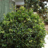 Ilex Fals Japonez Osmanthus Fragrans, arbust vesnic verde cu flori albe parfumate si frunzis lucios, usor de intretinut