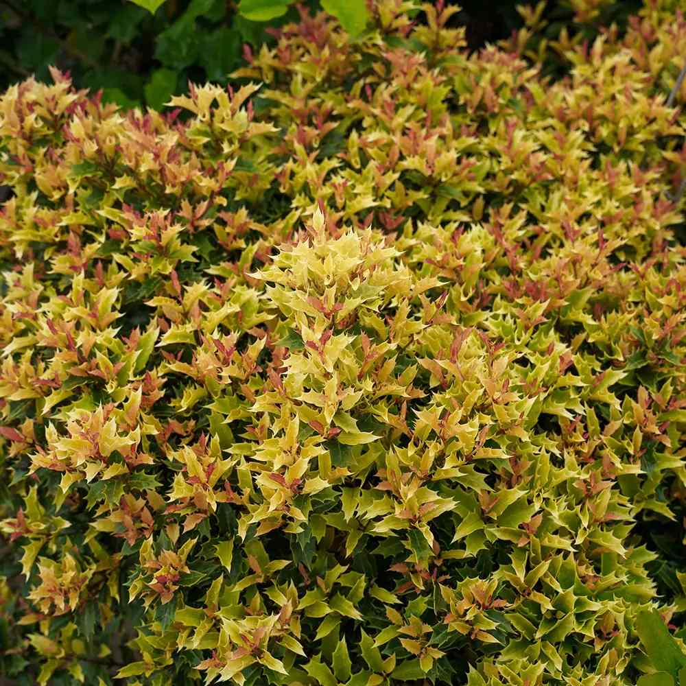 Ilex Fals Japonez Osmanthus heterophyllus Tricolor Goshiki, arbust vesnic verde, frunzis tricolor decorativ, flori cu parfum dulce intens, usor de intretinut